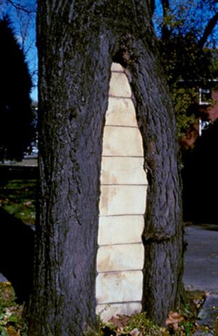 Rotted center of tree was filled with cement - NOT a recommended practice.