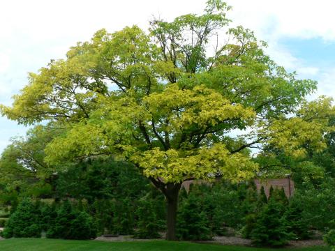 Chlorotic pin oak