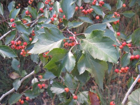 Leaves of the cultivar 'Winter King'