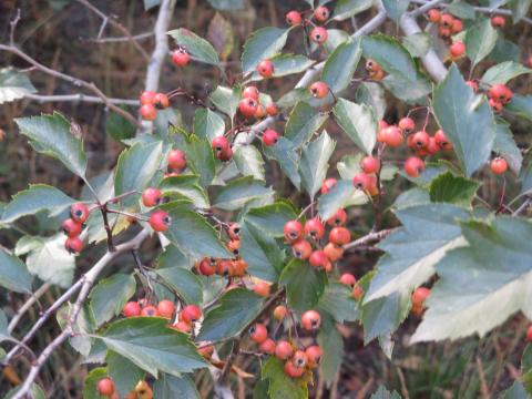 Fruit of the cultivar 'Winter King'