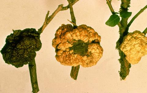 Crown gall: light color = new - dark color = dead.