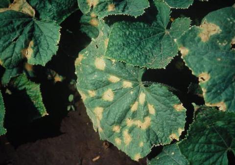 Anthracnose on cucumber leaves.