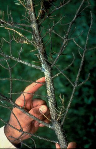 "Bleeding" cytospora canker on spruce.