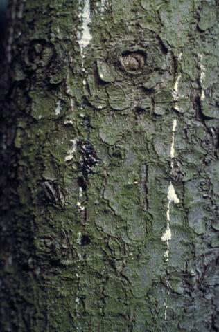"Bleeding" cytospora canker on spruce. 
