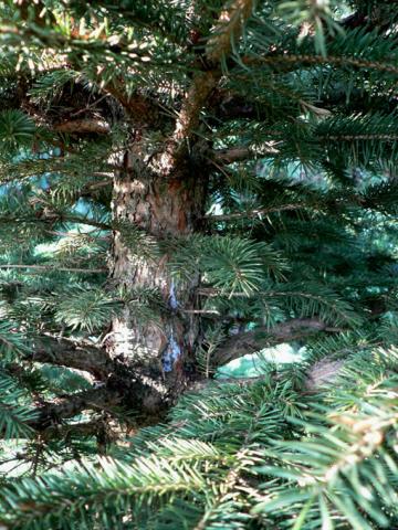"Bleeding" cytospora canker on spruce.