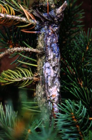 "Bleeding" cytospora canker on spruce.