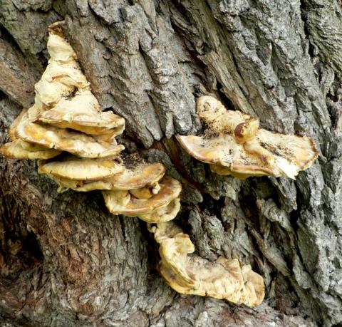Wood rot fruiting bodies.