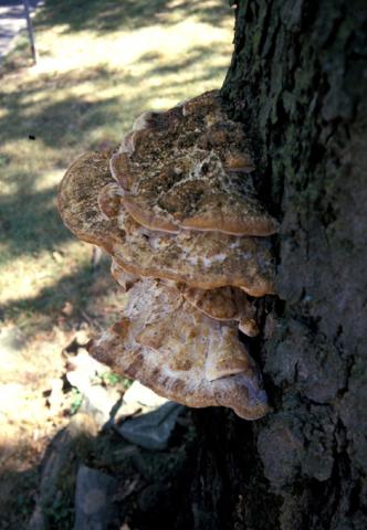 Wood rot shelf fungus fruiting body.