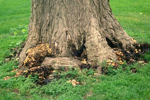 Wood rot fruiting bodies around the base of a tree.