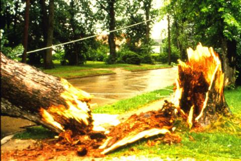 Wood rot fungi destroyed the structural integrity of this maple.