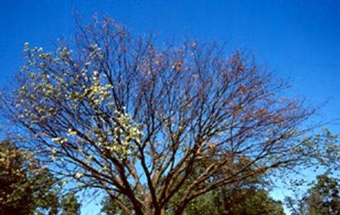 Elm tree killed by Dutch elm disease.