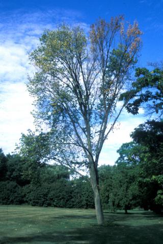 Elm tree dying due to Dutch elm disease.