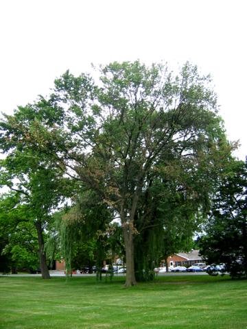 Elm tree dying due to Dutch elm disease.