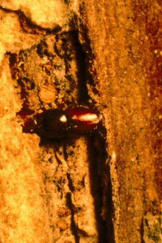 Bark beetle (Dutch elm disease vector).