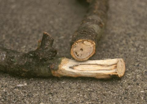 Discoloration of sapwood due to the Dutch elm disease pathogen.