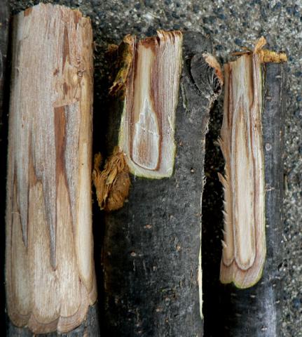Discoloration of sapwood due to the Dutch elm disease pathogen.