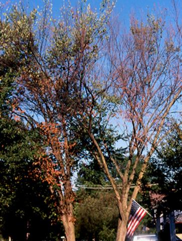 American elm tree killed by Dutch elm disease.