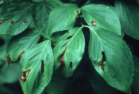 Spot (Elsinoe) anthracnose on flowering dogwood leaf.