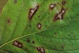 Dogwood (Discula) anthracnose.