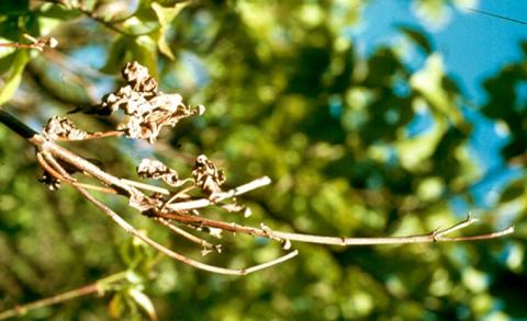 Dogwood anthracnose dieback.