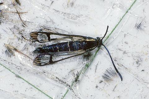 Dogwood borer adult. P. Nixon.