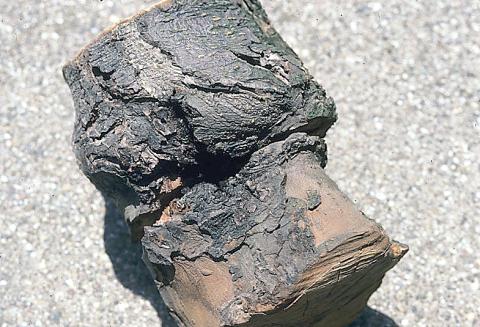 Dogwood Borer Damage on Prunus at graft. P. Nixon.