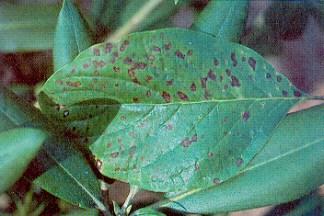 Septoria leaf spot on dogwood.