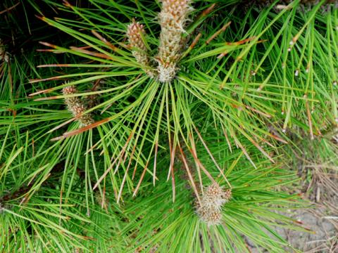 Dothistroma needle blight - shows dead needle tips.