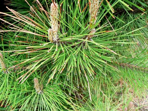 Dothistroma needle blight - advanced symptoms with missing needle tips.