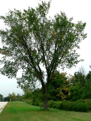 Elm yellows in the early stages.