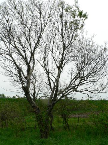 Eastern tent caterpillar attacked tree