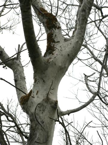 Eastern tent caterpillars outside tent on trunk