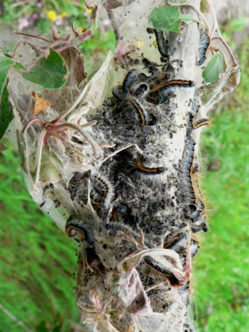 Eastern tent caterpillar with tent torn open