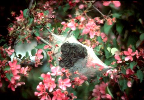 Eastern tent caterpillars in tent on flowering quince