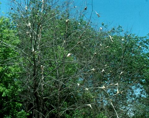 Eastern Tent caterpiller tents and defoliation