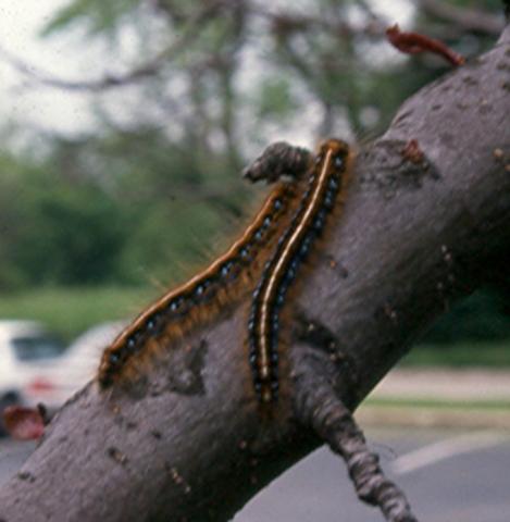 Eastern tent caterpillars