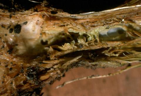 European pine shoot moth tunneling
