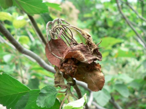 Fire blight on apple tree