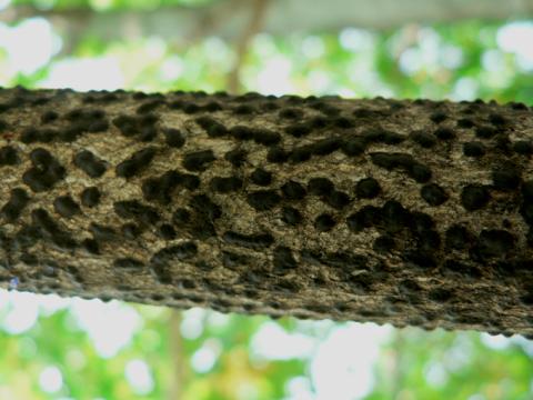 Wood rot fruiting bodies.