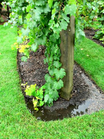 Grapes trying to grow in poorly drained soil