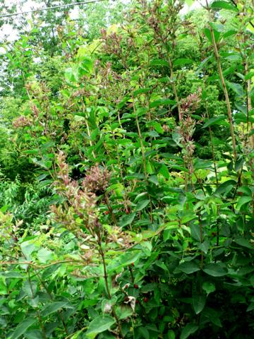 Early honeysuckle aphid damage