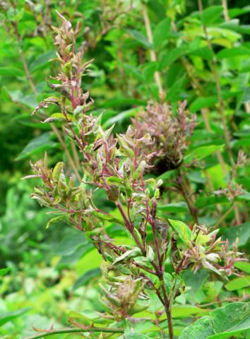 Early honeysuckle aphid damage