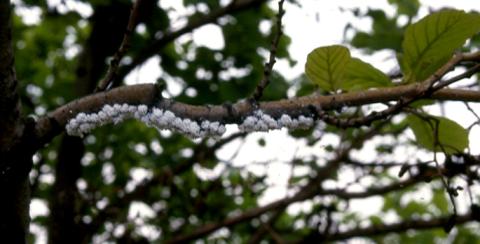 Hawthorn mealybug