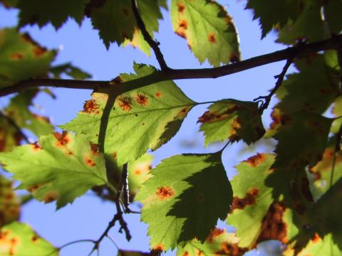 Hawthorn rust on hawthorn.