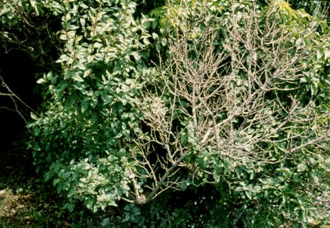 Branches killed by oystershell scale