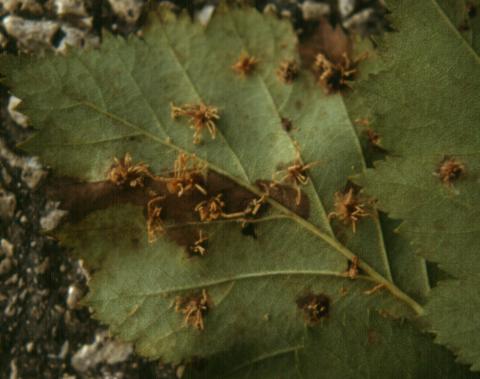 Hawthorn rust in aecial stage on lower side of leaf.