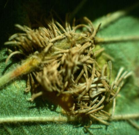 Hawthorn rust in aecial stage on lower side of leaf.