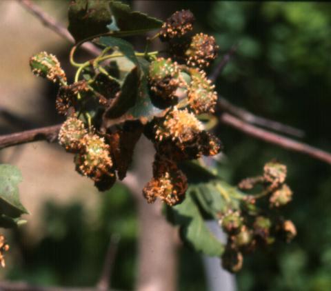 Quince rust in aecial stage on hawthorn fruit.