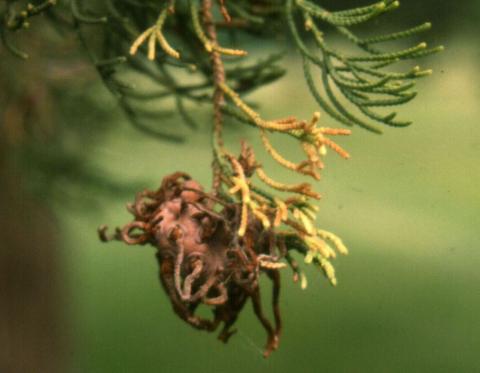 Dried apple rust telial horns.