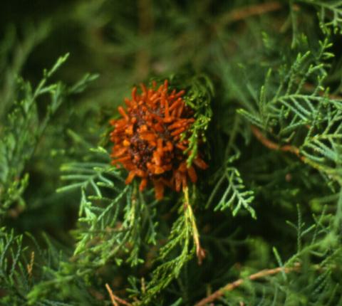 Hawthorn rust (telia stage) on juniper